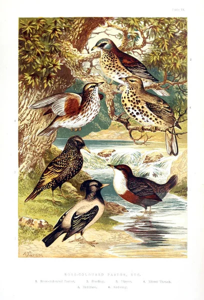 Collectie Van Geïllustreerde Vogels — Stockfoto