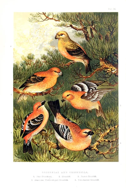 Collectie Van Geïllustreerde Vogels — Stockfoto