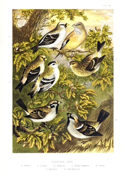 Collection Illustrated Birds — Stock Photo, Image
