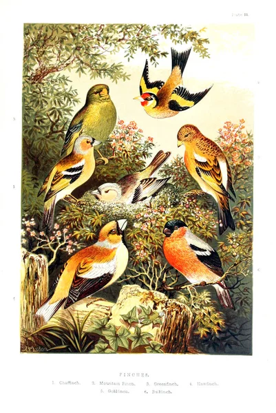 Collection Illustrated Birds — Stock Photo, Image