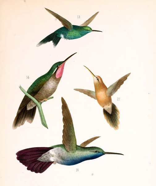 Illustrazione Colibrì — Foto Stock