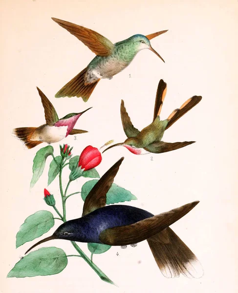 Illusztráció Egy Kolibri — Stock Fotó
