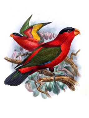 Papağan Illustration. Eski resim