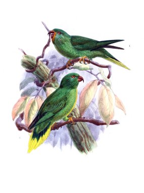 Papağan Illustration. Eski resim