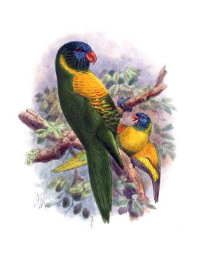 Papağan Illustration. Eski resim