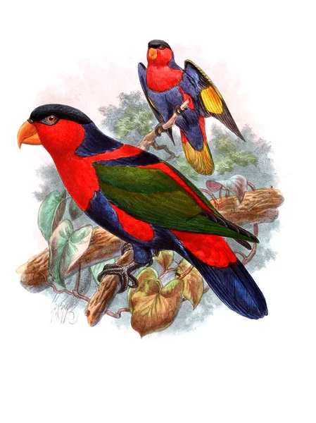 Ilustrace Papouška Starý Obrázek — Stock fotografie