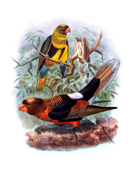 Иллюстрация Попугая Старое Изображение — стоковое фото