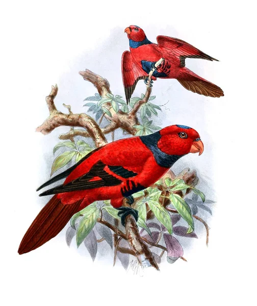Illustration Parrot Old Image — Stock Photo, Image