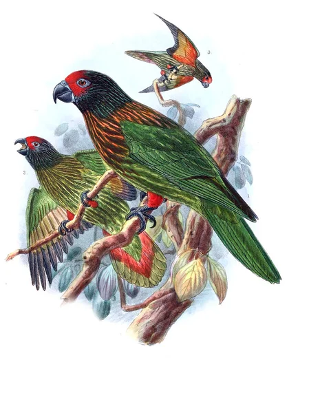 Papağan Illustration Eski Resim — Stok fotoğraf