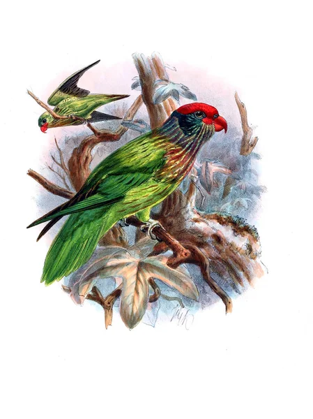 Illustratie Van Papegaaien Oude Beeld — Stockfoto