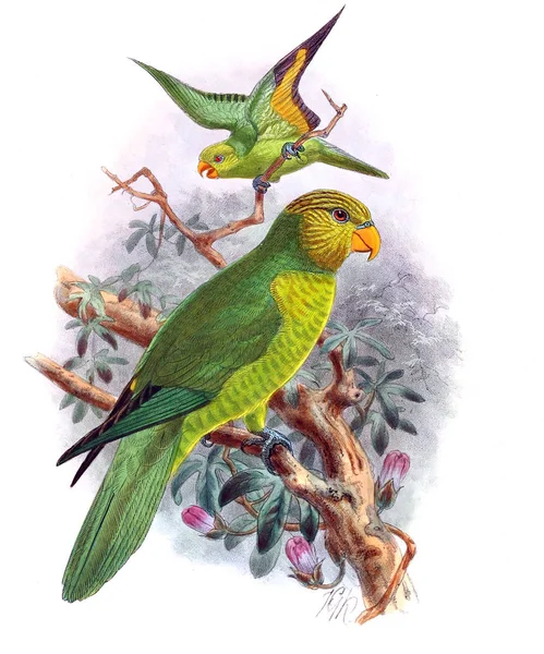 Papağan Illustration Eski Resim — Stok fotoğraf