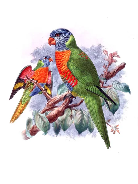 Illustration Von Papagei Altes Bild — Stockfoto