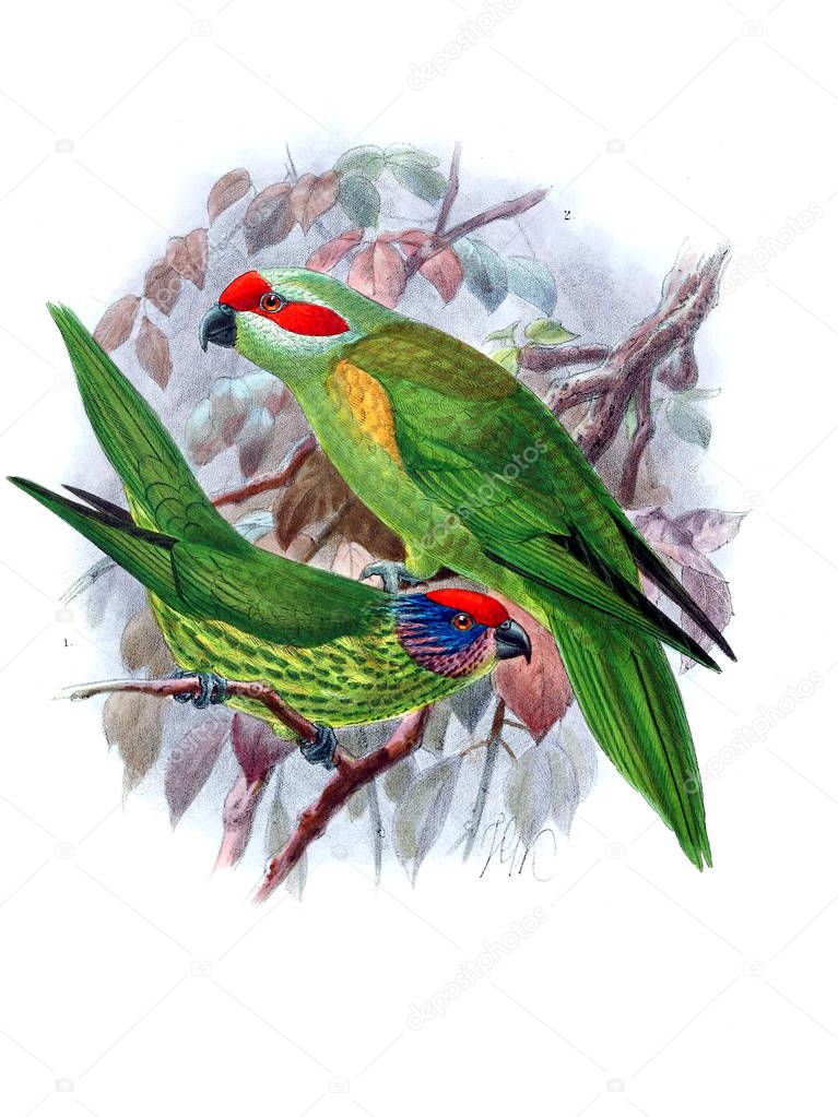 Illustration of parrot. Old image
