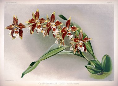 Orkide çiçek. Eski resim