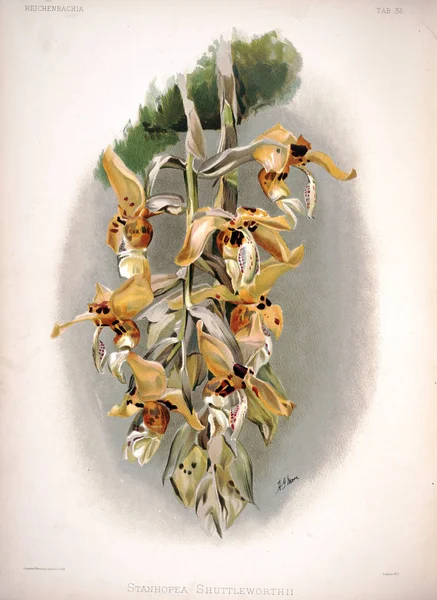 Orchidea Kwiat Stary Obraz — Zdjęcie stockowe