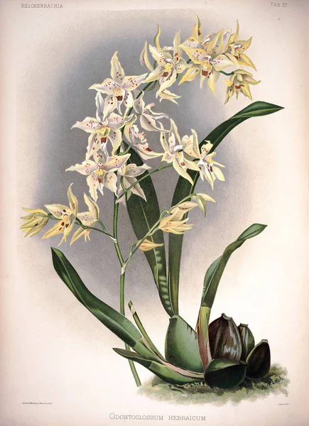 Flor Orquídea Imagem Antiga — Fotografia de Stock