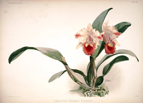 Orchideebloem Oude Beeld — Stockfoto