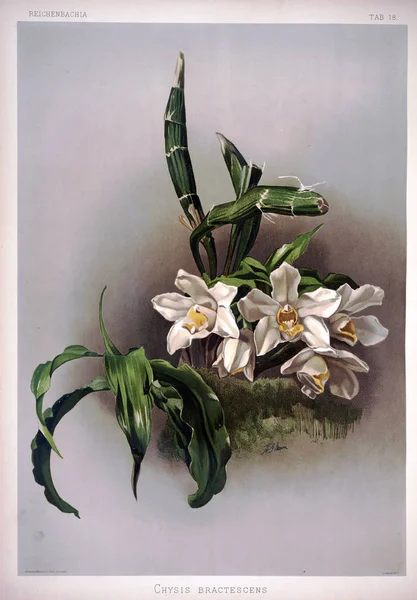 Orchideebloem Oude Beeld — Stockfoto