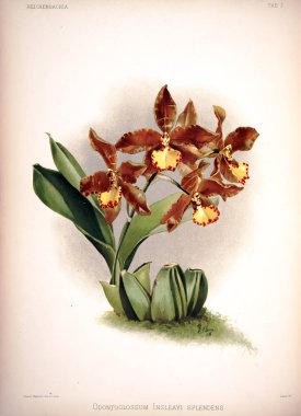 Orkide çiçek. Eski resim