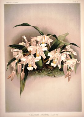 Orkide çiçek. Eski resim