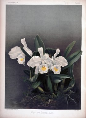 Orkide çiçek. Eski resim