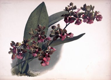 Orkide çiçek. Eski resim