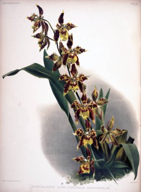 Orkide çiçek. Eski resim