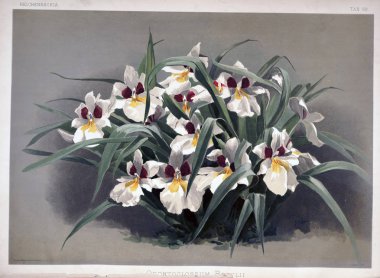 Orkide çiçek. Eski resim
