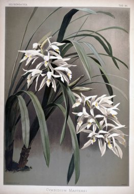 Orkide çiçek. Eski resim