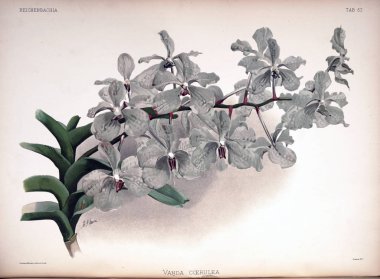 Orkide çiçek. Eski resim