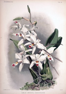 Orkide çiçek. Eski resim