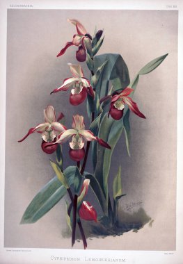 Orkide çiçek. Eski resim