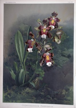 Orkide çiçek. Eski resim