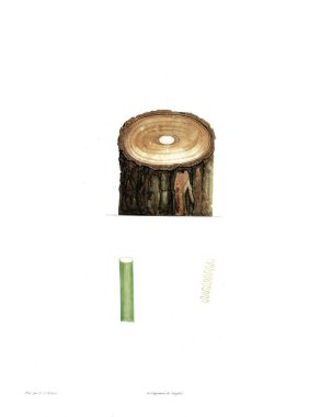 Bitki çizimi. Eski resim