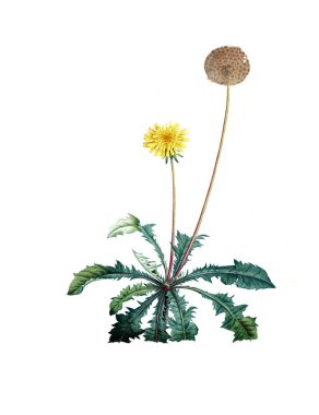 Bitki çizimi. Eski resim