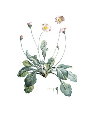 Bitki çizimi. Eski resim