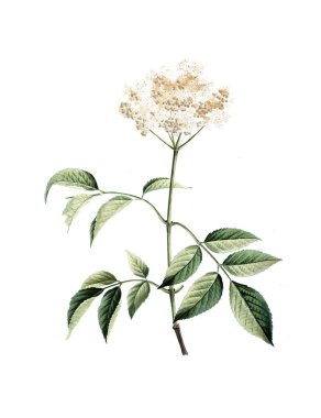 Bitki çizimi. Eski resim