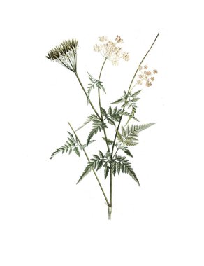 Bitki çizimi. Eski resim