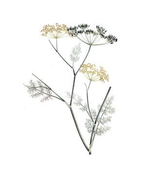 Bitki çizimi. Eski resim