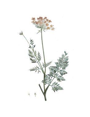 Bitki çizimi. Eski resim