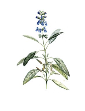 Bitki çizimi. Eski resim