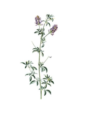 Bitki çizimi. Eski resim