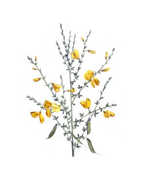 Bitki çizimi. Eski resim