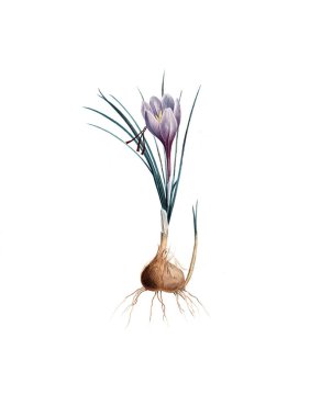 Bitki çizimi. Eski resim