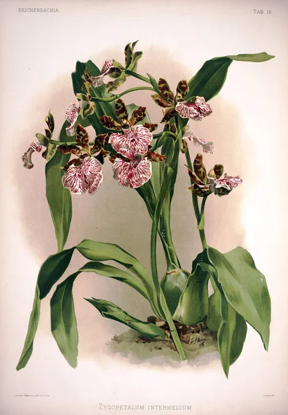 Орхидея Цветок Старое Изображение — стоковое фото