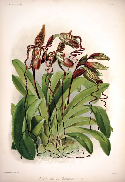 Orchideebloem Oude Beeld — Stockfoto