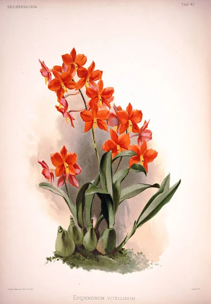 Orchidea Virág Régi Kép — Stock Fotó