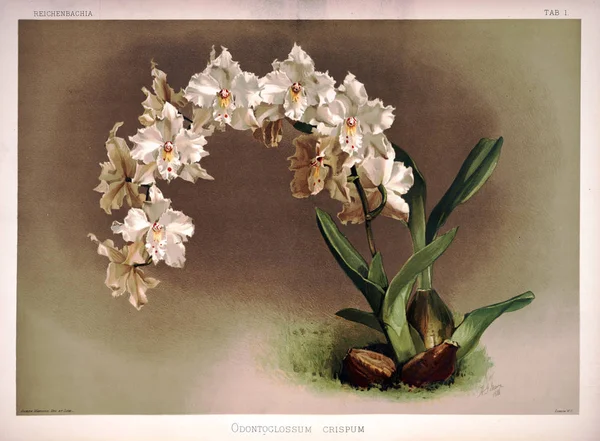 Orchidea Kwiat Stary Obraz — Zdjęcie stockowe