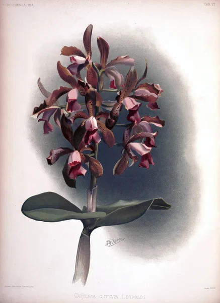 Орхидея Цветок Старое Изображение — стоковое фото
