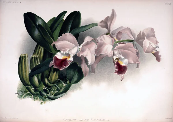 Orchideebloem Oude Beeld — Stockfoto